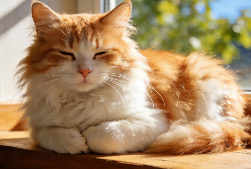 猫咪食盆选陶瓷还是不锈钢？哪种更安全耐用